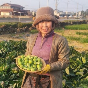 제주 울엄마 직접 농사지은 미니양배추 방울양배추 제주직배송, 500g, 1박스