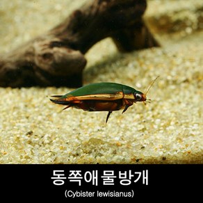 동쪽애물방개 키우기 Cybiste lewisianus