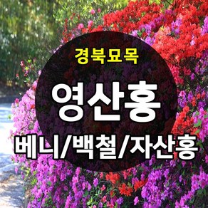 [경북농원] 철쭉 영산홍 연산홍 조경수 (베니/백철/자산홍) 석암철쭉 5주묶음 판매중, 영산홍_베니 5주묶음, 1개