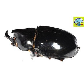 (Xylotupes gideon) 기데온애왕장수풍뎅이 [D-665] 곤충표본, 40~44mm, 1개
