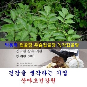 박용복 접골목진액(35일분):70팩, 70개