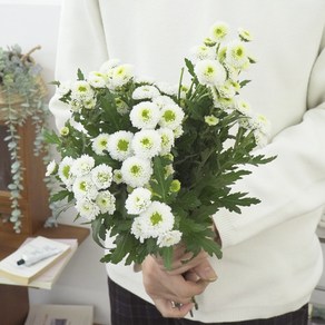 [계절의꽃] 유나 소국 생화 꽃집 꽃배달 생화택배 꽃 절화 국화, 혼합색상, 1개