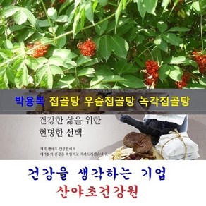 접골목진액(35일분):70팩 딱충나무 말오줌나무 접골탕 우슬접골탕 녹각접골탕, 1박스, 110ml