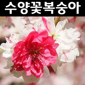 수양꽃복숭아(삼색꽃) 수양삼색도화 묘목 접목1년 뿌리 특묘1개