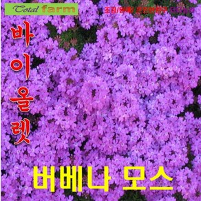 희귀씨앗 꽃이 화려한 버베나 모스 바이올렛 15립, 1개