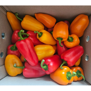 [재구매율 베스트] 국내산 아삭 달콤한 미니 파프리카 250G 500G 1KG 2KG 꼬마파프리카, 1개, 250g (1팩)