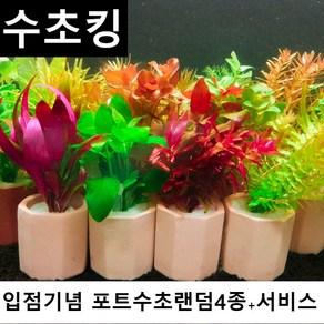 수초킹 키우기 쉬운 포트수초랜덤4개, 4개