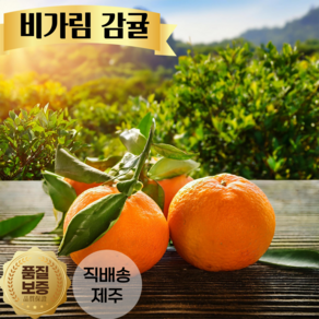 [산지직송] 타이벡 감귤 한국인이 사랑하는 국민과일 감귤 제주도 감귤 지금이제철!, 1개, 2.5kg 중대과