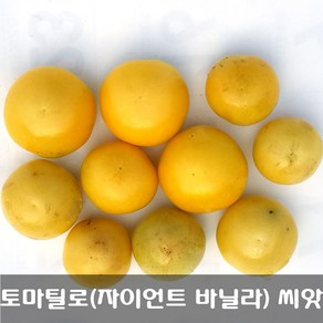 [해피플라워] 멕시칸 요리재료 토마틸로 자이언트 바닐라(Vanilla) 씨앗 300립 / 봄 여름 파종 웰빙푸드 종자, 1개