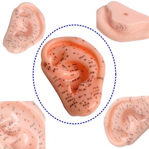 귀 모양 혈자리 귀경 혈 인체 모형 한의원 귀침 티침 이침 이혈 한방 침구 침자리 실습, 1개
