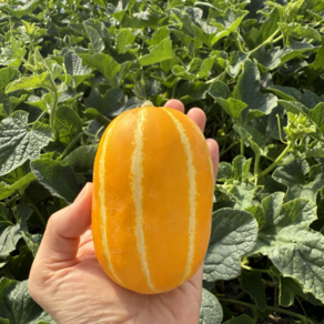 [청춘팜] 산지직송 성주 꿀 참외 당도선별 고당도 프리미엄 가정용 중과 로얄과, 1박스, 3kg(중과)