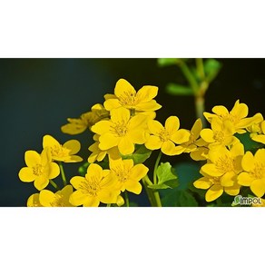 [평창][5포트]동의나물, 5개