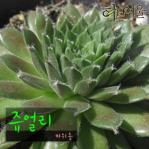 [허브여울바위솔] 쥬얼리 (바위솔/노지월동) 지름 9cm 소품 다육화분, 1개