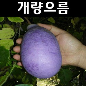 개량으름(대과종) 나무 묘목 삽목2년 포트1개/유실수 과실수