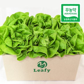 [단품] 리피 버터헤드 유러피안 샐러드 상추 산지직송 무농약 당일수확, 1개, 1kg