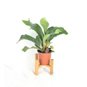 서비내 박쥐란 staghorn fern 공기정화 식물 인테리어 플랜테리어