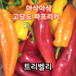 국내산 아삭아삭 고당도 파프리카 트리벨리 노랑 빨강 주황 트리벨리, 1박스, 1.2kg