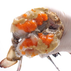 서해안 봄 제철 활 암꽃게 소 3kg(12~18미빙장얼음포장), 단품, 단품