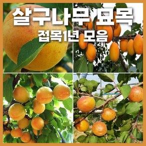 살구나무 접목1년생 묘목 모음 택1 초하 하코트 특묘 상묘