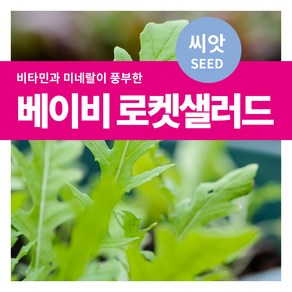 마이플랜트 샐러드 채소 베이비 로켓샐러드 씨앗, 3000립, 1개