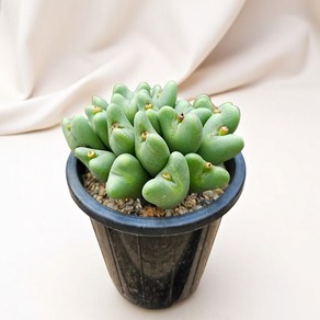 하이선인장 축전 하트축전 리톱스 공기정화다육 다육식물, 1개