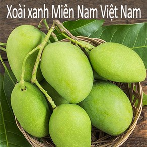 Thomy 베트남 항공직송 그린망고 2.5kg 5kg (Xoai keo tuong tu quy hat lep), 1개, Xoai hat lep 1.5kg