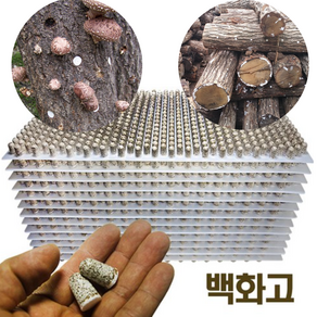 2025년 백화고 표고버섯 느타리 종균 버섯키우기 성형종균 607구 1판 [원산지 :국산 연천], 1개, 느타리607구