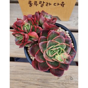 [룰루랄라다육][랜덤]다육식물 로사로아, 1개