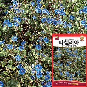 다농 파셀리아 씨앗 500립 캘리포니아블루벨 파셀리아 꽃씨 종자, 1개