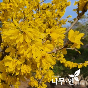 [나무인] 만리화 직립개나리 분뜨기 키1.5m, 1개