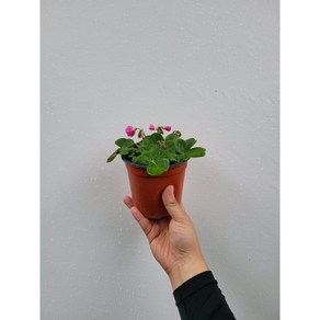 옥살리스 땅콩사랑초 야생화 15~25cm 42, 1개