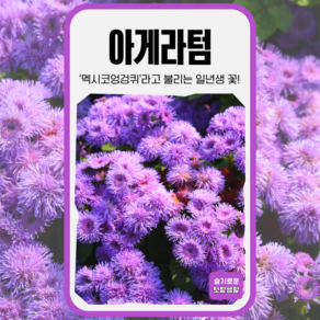 아게라텀 씨앗 100립 세계종묘 종자 모종 씨 꽃씨 야생화 일반종 일년생 멕시코엉겅퀴, 1개