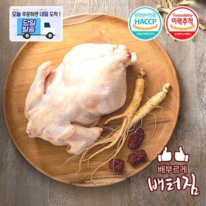 (배터짐) 쫄깃한 식감 특대 노계닭 산란계 폐계닭 노계, 1.5kg, 5개