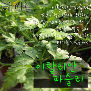 [허브여울] 이탈리안 파슬리 (Italian pasley) 지름 9cm 소품 허브화분 (상토와 마사만사용), 1개, 이탈리안파슬리