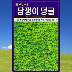 아람종묘 담쟁이덩굴 씨앗 100립 덩굴나무 씨 종자, 1개