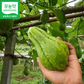 [재구매율1위] 무농약인증 달큰아삭한식감 차요테전문농장 차요테 chayote, 1세트, 1kg