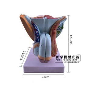 남성생식기모형 고환 음경 비뇨기과 해부모형 인체모형, 2.남학생의 생식계통