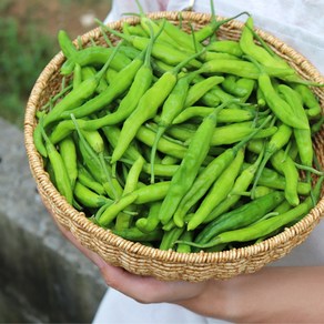 [당일출고] 농산물마루 국내산 꽈리고추 (특품) 산지직송, 1박스, 2kg