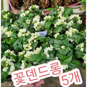 꽃덴드롱 5개묶음/클레로덴드룸톰 소니에(Cleodendum thomsoniae) 덴드롱, 5개