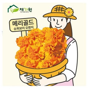 아시아종묘 씨앗 고급꽃 메리골드 20립 슈퍼보이 오렌지, 1개