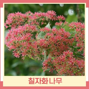 칠자화 나무 묘목 키1.2m(폭50cm내외) 개화주(분) 1개