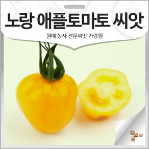 노랑 애플 토마토 씨앗 방울 토마토씨 채소 종자 10알