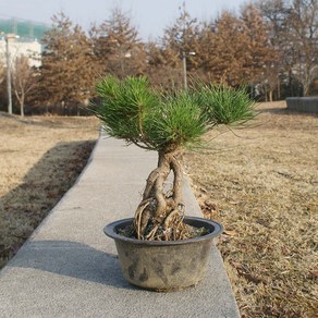 소나무 해송 근상 분재 나무 묘목 선물 인테리어 식물, 1개