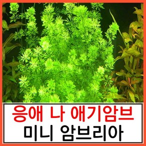 수초하우스) 미니 암브리아, 12줄기(싸게더많이), 1개