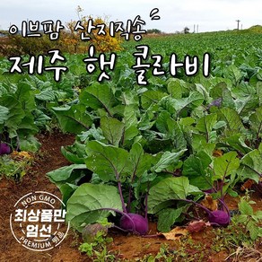 이브팜 산지직송 제주 최상급 햇 콜라비 5kg 1박스, 1개