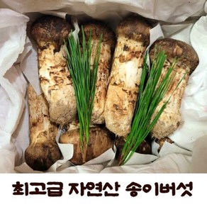 (버섯관련교육 전문가업체) 최고급 자연산 송이버섯 국내산 송이버섯 자연산송이버섯 송이버섯선물세트, 3등품1kg, 1개