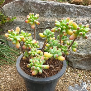 [수암다육] 을녀심 랜덤발송 Sedum pachyphyllum 랜덤발송 다육 다육이 다육식물 342, 1개