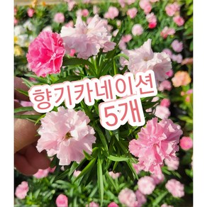 향기카네이션 5개/향카네이션 향카 핑크키세스 카네이션, 5개