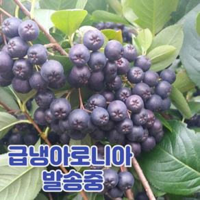 국내산 아로니아 열매, 1박스, 2.5kg(특품)