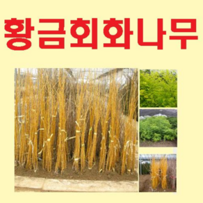 (D소망)황금회화나무 묘목 접목1년 1그루(부자나무), 1개